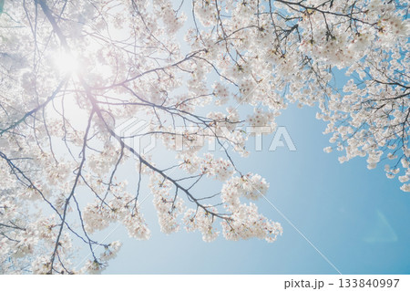 満開の桜と青い空 満開の桜と青い空 133840997