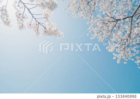 満開の桜と青い空 133840998