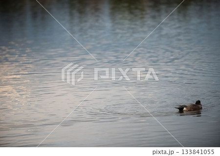 Mallard duck swimming in lake Mallard duck swimming in lake 133841055
