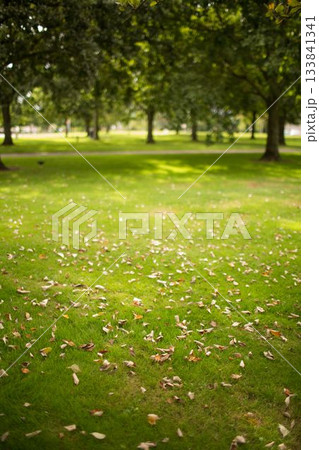 Dry fallen leaves on grass field Dry fallen leaves on grass field 133841341