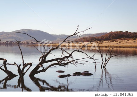Dead tree trunk and hippo backs are emerging from calm water in flat design savanna landscape 133841362