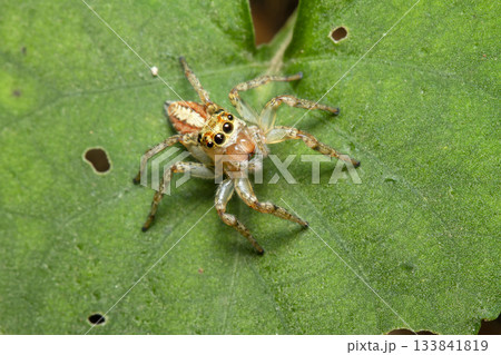 デーニッツハエトリ デーニッツハエトリ 133841819