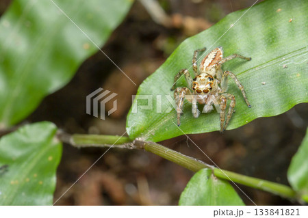 デーニッツハエトリ デーニッツハエトリ 133841821