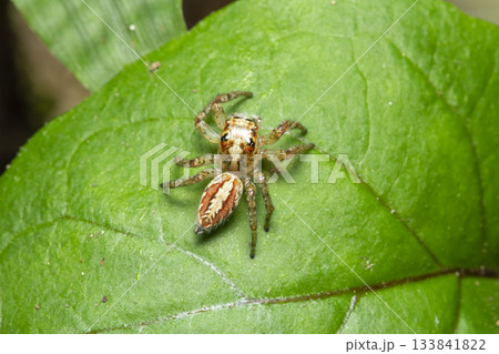 デーニッツハエトリ デーニッツハエトリ 133841822