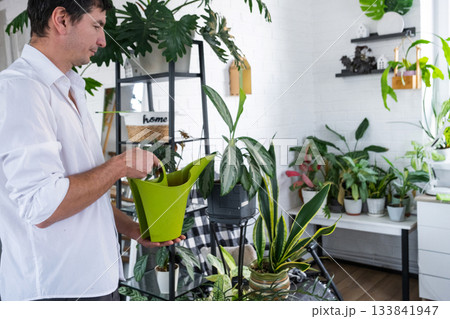A man takes care of home potted plants on the shelves, watering from a watering can, homeplants care service A man takes care of home potted plants on the shelves, watering from a watering can, homeplants care service 133841947