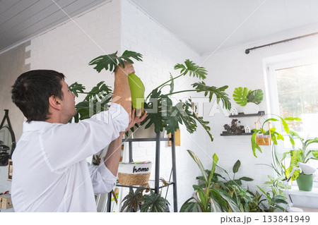 A man takes care of home potted plants on the shelves, watering from a watering can, homeplants care service A man takes care of home potted plants on the shelves, watering from a watering can, homeplants care service 133841949