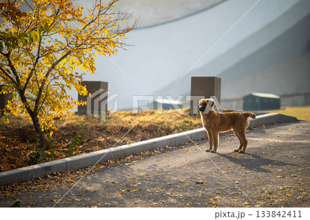 A brown dog is standing on a sidewalk in front of a tree 133842411