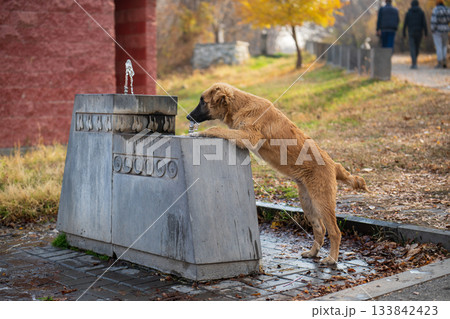 A brown dog is drinking water from a fountain 133842423
