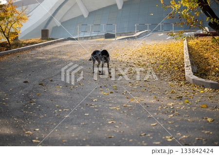 A dog is walking on a road with leaves on the ground 133842424