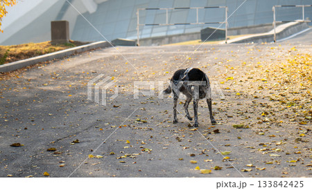 A dog is walking on a road with leaves on the ground A dog is walking on a road with leaves on the ground 133842425