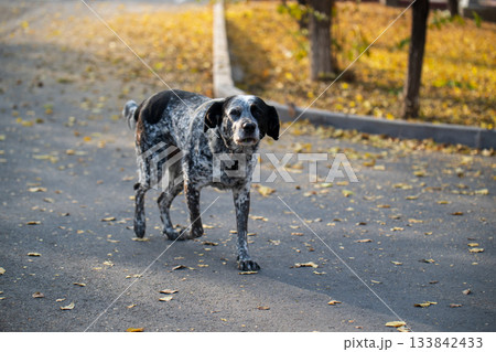 A dog is walking on a road with leaves on the ground 133842433