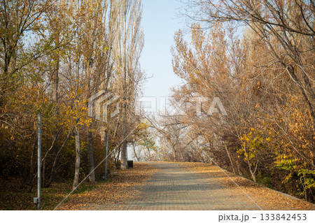Yerevan Armenia 10.25.2025. A path through a forest with trees that are shedding their leaves Yerevan Armenia 10.25.2025. A path through a forest with trees that are shedding their leaves 133842453