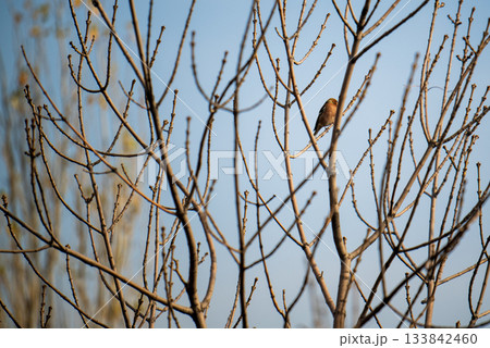A bird is perched on a branch of a tree 133842460