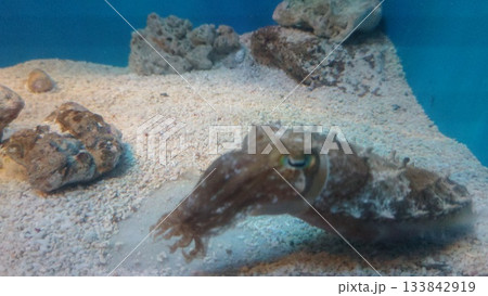 水槽の中で泳ぐイカ 133842919
