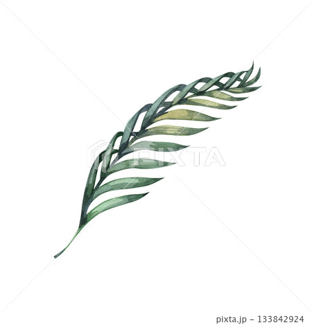 Watercolor palm branch painted in soft green tones. Symbol of peace, faith and Palm Sunday. Elegant botanical element suitable for religious design, invitations, Easter decor, natural illustrations 133842924