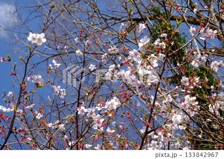 青空に映える絶滅危惧種のヤブザクラ咲く　【相模原市津久井　3月】 133842967