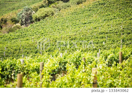 Rows of grapevines are stretching across sloping hillside in flat design, with wooden stakes Rows of grapevines are stretching across sloping hillside in flat design, with wooden stakes 133843062