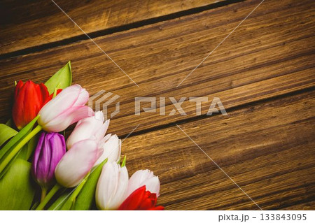 Colorful tulip cluster is resting on wooden tabletop with green leaves in flat design, copy space Colorful tulip cluster is resting on wooden tabletop with green leaves in flat design, copy space 133843095