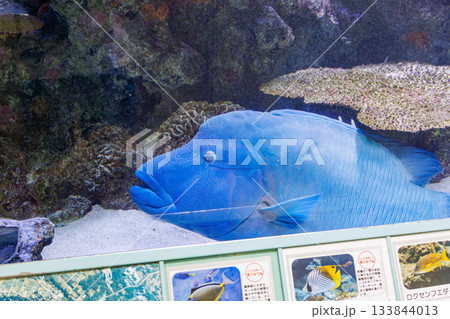 空港のロビーに置かれた巨大な水槽。巨大なメガネモチノウオ（ナポレオンフィッシュ）。那覇空港沖縄県 133844013