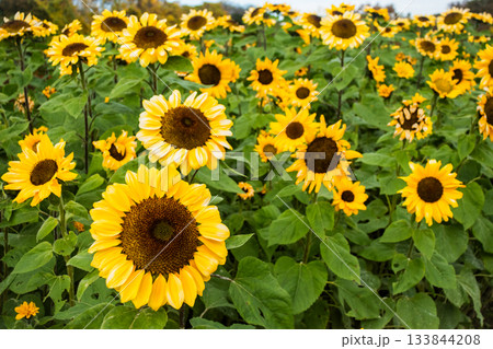 冬に咲くめずらしいヒマワリ 133844208