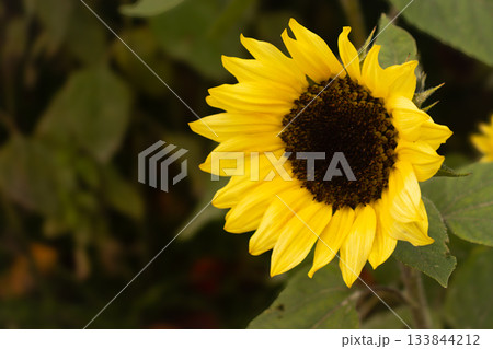 冬に咲くめずらしいヒマワリ 133844212