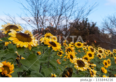 冬に咲くめずらしいヒマワリ 133844216