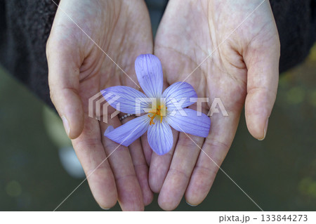 Saffron Flower in Hand. Natural Beauty Essence 133844273