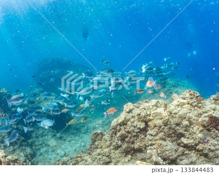 ホウライヒメジ、メジナ、ニザダイ他群れ。ヒリゾ浜南伊豆町中木 静岡県伊豆半島-2025 日本有数 133844483