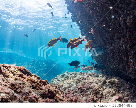 ホウライヒメジ、メジナ、ニザダイ他群れ。ヒリゾ浜南伊豆町中木 静岡県伊豆半島-2025 日本有数 133844498