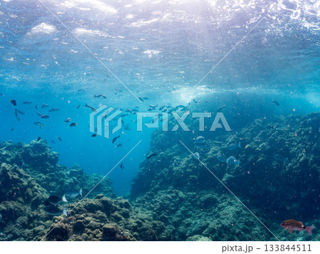 ホウライヒメジ、メジナ、ニザダイ他群れ。ヒリゾ浜南伊豆町中木 静岡県伊豆半島-2025 日本有数 133844511