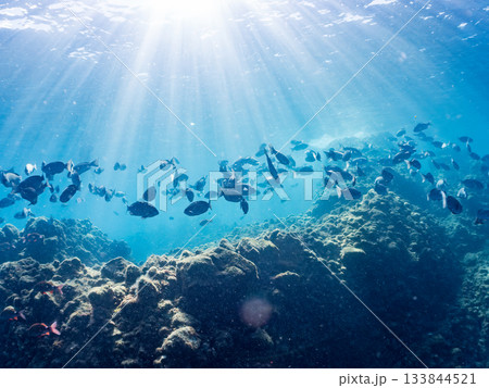 ホウライヒメジ、メジナ、ニザダイ他群れ。ヒリゾ浜南伊豆町中木 静岡県伊豆半島-2025 日本有数 ホウライヒメジ、メジナ、ニザダイ他群れ。ヒリゾ浜南伊豆町中木 静岡県伊豆半島-2025 日本有数 133844521