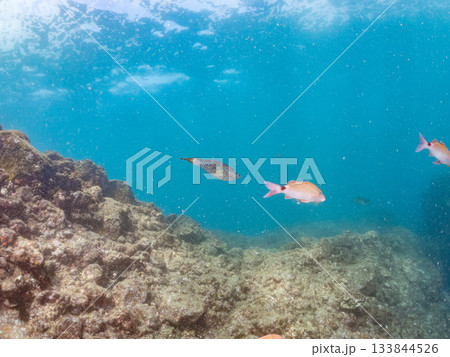 ホウライヒメジ、メジナ、ニザダイ他群れ。ヒリゾ浜南伊豆町中木 静岡県伊豆半島-2025 日本有数 133844526