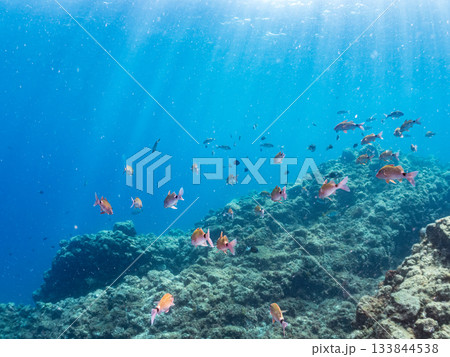 ホウライヒメジ、メジナ、ニザダイ他群れ。ヒリゾ浜南伊豆町中木 静岡県伊豆半島-2025 日本有数 133844538