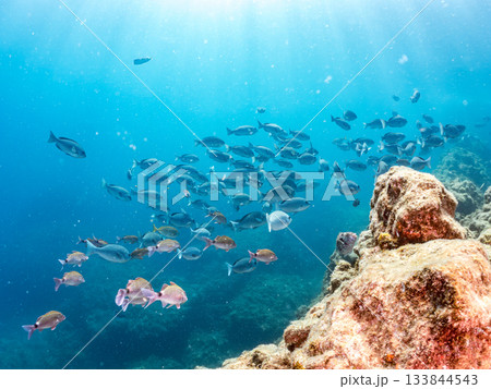 ホウライヒメジ、メジナ、ニザダイ他群れ。ヒリゾ浜南伊豆町中木 静岡県伊豆半島-2025 日本有数 133844543