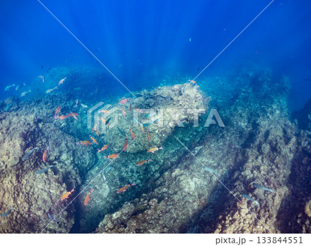 ホウライヒメジ、メジナ、ニザダイ他群れ。ヒリゾ浜南伊豆町中木 静岡県伊豆半島-2025 日本有数 ホウライヒメジ、メジナ、ニザダイ他群れ。ヒリゾ浜南伊豆町中木 静岡県伊豆半島-2025 日本有数 133844551