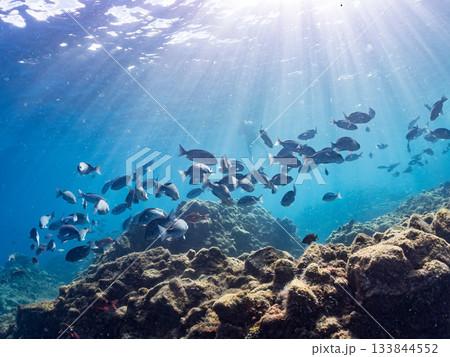 ホウライヒメジ、メジナ、ニザダイ他群れ。ヒリゾ浜南伊豆町中木 静岡県伊豆半島-2025 日本有数 133844552