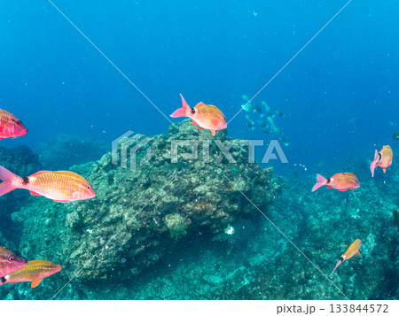 ホウライヒメジ、メジナ、ニザダイ他群れ。ヒリゾ浜南伊豆町中木 静岡県伊豆半島-2025 日本有数 133844572