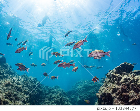 ホウライヒメジ、メジナ、ニザダイ他群れ。ヒリゾ浜南伊豆町中木 静岡県伊豆半島-2025 日本有数 133844577