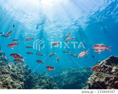 ホウライヒメジ、メジナ、ニザダイ他群れ。ヒリゾ浜南伊豆町中木 静岡県伊豆半島-2025 日本有数 133844587