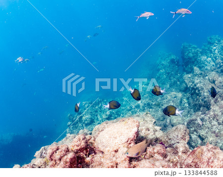 ホウライヒメジ、メジナ、ニザダイ他群れ。ヒリゾ浜南伊豆町中木 静岡県伊豆半島-2025 日本有数 133844588