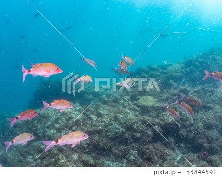 ホウライヒメジ、メジナ、ニザダイ他群れ。ヒリゾ浜南伊豆町中木 静岡県伊豆半島-2025 日本有数 133844591