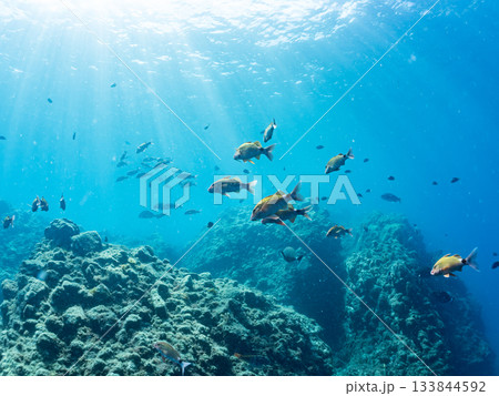 ホウライヒメジ、メジナ、ニザダイ他群れ。ヒリゾ浜南伊豆町中木 静岡県伊豆半島-2025 日本有数 133844592