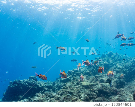 ホウライヒメジ、メジナ、ニザダイ他群れ。ヒリゾ浜南伊豆町中木 静岡県伊豆半島-2025 日本有数 133844601