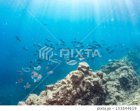 ホウライヒメジ、メジナ、ニザダイ他群れ。ヒリゾ浜南伊豆町中木 静岡県伊豆半島-2025 日本有数 133844619