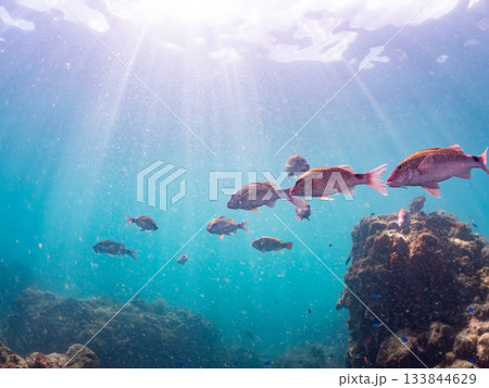 ホウライヒメジ、メジナ、ニザダイ他群れ。ヒリゾ浜南伊豆町中木 静岡県伊豆半島-2025 日本有数 133844629
