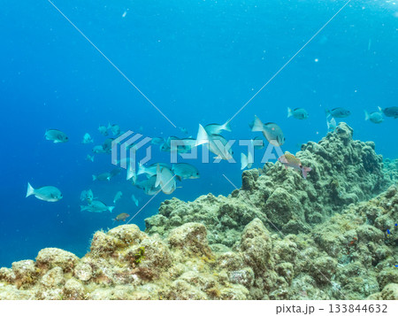 ホウライヒメジ、メジナ、ニザダイ他群れ。ヒリゾ浜南伊豆町中木 静岡県伊豆半島-2025 日本有数 ホウライヒメジ、メジナ、ニザダイ他群れ。ヒリゾ浜南伊豆町中木 静岡県伊豆半島-2025 日本有数 133844632