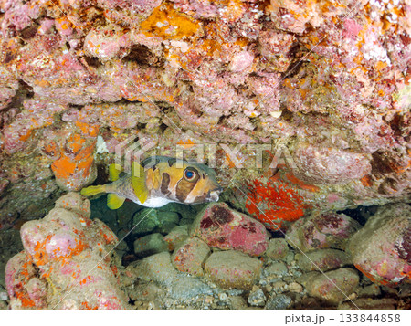 大きく美しいヒトヅラハリセンボン他。ヒリゾ浜南伊豆町中木 静岡県伊豆半島-2025 日本有数 133844858