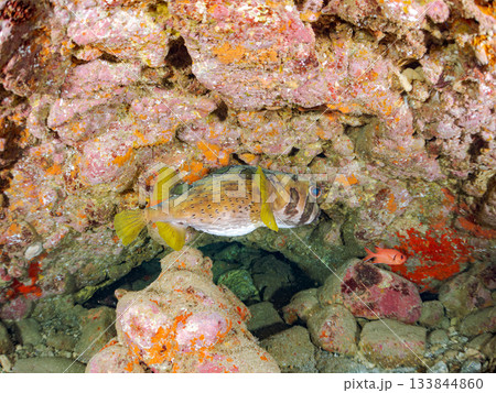 大きく美しいヒトヅラハリセンボン他。ヒリゾ浜南伊豆町中木 静岡県伊豆半島-2025 日本有数 大きく美しいヒトヅラハリセンボン他。ヒリゾ浜南伊豆町中木 静岡県伊豆半島-2025 日本有数 133844860