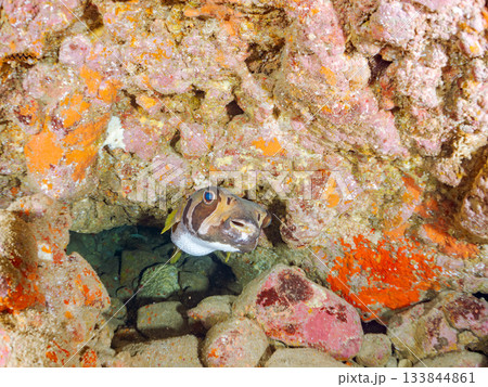 大きく美しいヒトヅラハリセンボン他。ヒリゾ浜南伊豆町中木 静岡県伊豆半島-2025 日本有数 大きく美しいヒトヅラハリセンボン他。ヒリゾ浜南伊豆町中木 静岡県伊豆半島-2025 日本有数 133844861