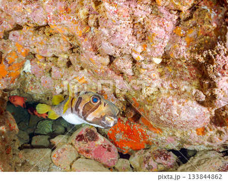 大きく美しいヒトヅラハリセンボン他。ヒリゾ浜南伊豆町中木 静岡県伊豆半島-2025 日本有数 133844862